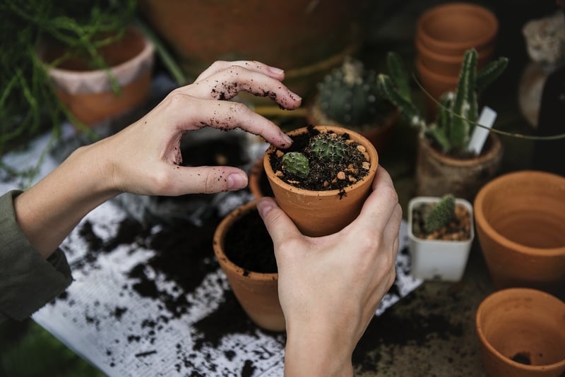 Crop Rotation