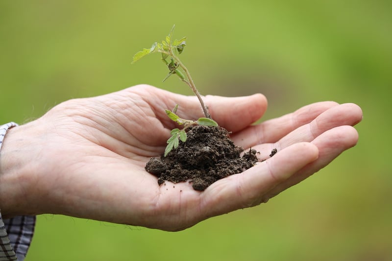 Proper Planting