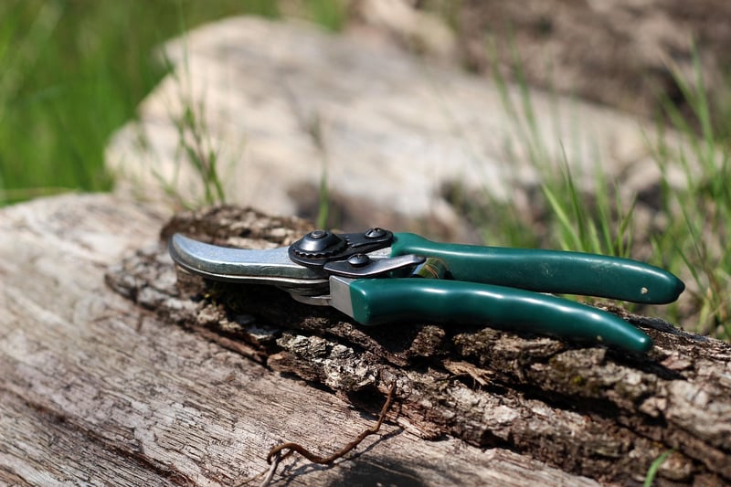 Pruning and Maintenance