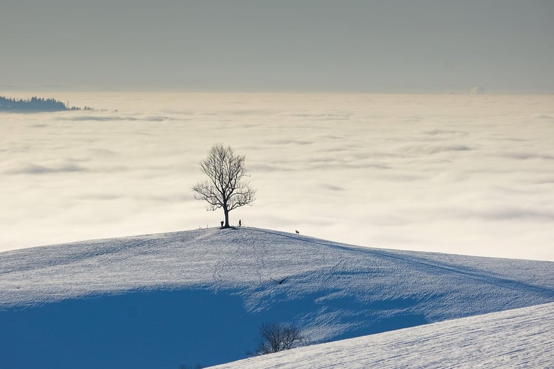 Netherlands Landscape
