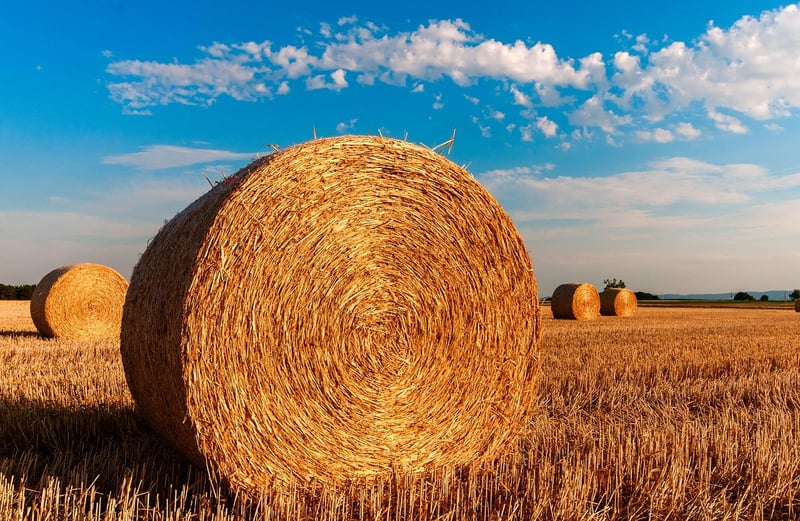 Straw Mulch