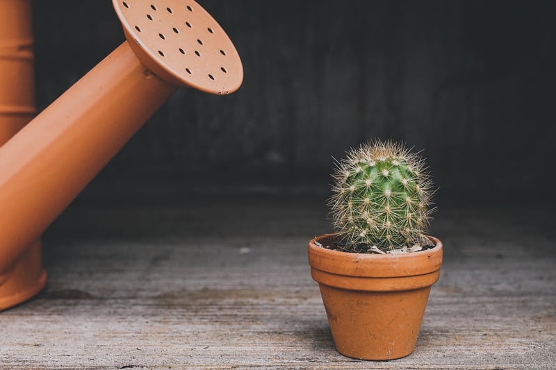 Watering Techniques